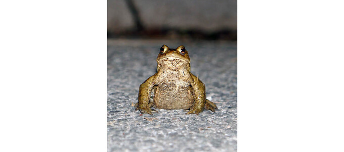 Eine Erdkröte sitzt auf einer Asphaltstraße | © Jan Ebert / BUND Naturschutz e.V. Kreisgruppe Bad Tölz-Wolfratshausen